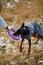 Woman spend time with beautiful dog doberman outdoors