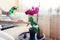 Woman spraying blooming orchid with water in living room. Housewife takes care of home plants and flowers