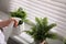 Woman spraying fern on window sill indoors, closeup