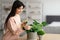 Woman spraying home plant with pure water from spray bottle