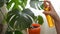 Woman spraying leaves of home flower