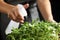 Woman spraying microgreen with water, closeup view