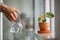 Woman spraying on plant leaves. Female hand sprays water on small Anthurium houseplant in clay pot