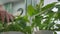 Woman spraying plant with pure water from spray bottle at her home.