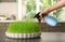 Woman spraying sprouted wheat grass on table