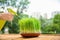 Woman spraying sprouted wheat grass on table