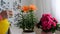 Woman sprays different potted plants
