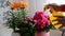 Woman sprays different potted plants