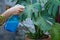 Woman sprays flowers against plant diseases and pests