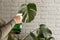 A woman sprays the leaves of monstera deliciosa