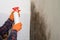 A woman sprays a mold remedy on the wall, mold removal at home.