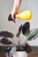 The woman sprays a plant from a spray bottle. Home plant Calathea is watered