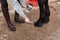 Woman spreading black ointment on horse hoof with a brush