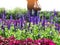 A woman standing alone in Lavender field and colorful flowers in the garden with sunlight shinning in the morning time.