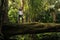 Woman standing on a fallen tree