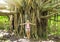 Woman standing in front of incredible banyan tree