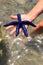 Woman standing in waters of the South Pacific, holding large blue starfish in open hand