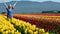woman stands in field with tulips yellow red of different colors bright flowers clothes Ukrainian flag raise hands up