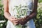 The woman stood holding many white chrysanthemum flowers