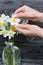 A woman straightens a bouquet of ordinary and terry daffodils standing in a bottle. A ribbon bow is tied to the neck of the bottle