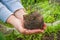 Woman strands plant into the ground, his hands holding a young flower which transplants in soil