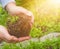 Woman strands plant into the ground, his hands holding a young flower which transplants in soil