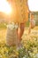 Woman with straw hat and handbag full of chamomiles walking in meadow