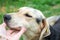 A woman strokes the head of a friendly yard dog. Friendship between man and dog