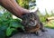 A woman strokes her cat over the head