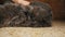 Woman strokes a Persian gray cat lying on the floor at home