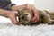 A woman strokes a Scottish Fold cat that lies on a light fluffy rug