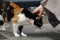 Woman strokes a stray cat.
