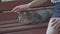 A woman strokes a street cat on a bench in a park, close-up