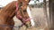 woman stroking a beautiful brown harnessed horse with a white spot on the muzzle