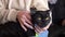 A woman stroking a black cat. The cat enjoys the fact that a woman scratches it close-up.