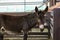 Woman stroking cute donkey on farm, closeup. Animal husbandry