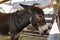 Woman stroking cute donkey on farm, closeup. Animal husbandry