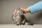 Woman stroking cute fluffy kitten on grey sofa, closeup