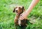 Woman is stroking dachshund dog on the grass. Happy pet in the nature. Summer mood