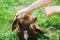 Woman is stroking dachshund dog on the grass. Happy pet in the nature. Summer mood