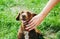 Woman is stroking dachshund dog on the grass. Happy pet in the nature. Summer mood