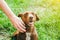 Woman is stroking dachshund dog on the grass. Happy pet in the nature. Summer mood