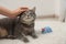 Woman stroking her grey tabby cat at home, closeup. Cute pet