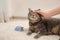 Woman stroking her grey tabby cat at home, closeup with space for text. Cute pet