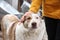 Woman stroking homeless dog on city street, closeup. Abandoned animal