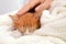 Woman stroking sleeping little kitten on knitted blanket, closeup view