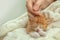 Woman stroking sleeping little kitten on knitted blanket, closeup view