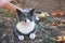 Woman stroking stray cat on ground with dry leaves, closeup and space for text. Homeless pet