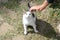 Woman stroking stray cat outdoors, closeup. Homeless pet