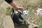 Woman stroking stray cat outdoors, closeup. Homeless pet